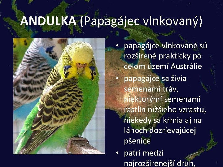 ANDULKA (Papagájec vlnkovaný) • papagájce vlnkované sú rozšírené prakticky po celom území Austrálie •