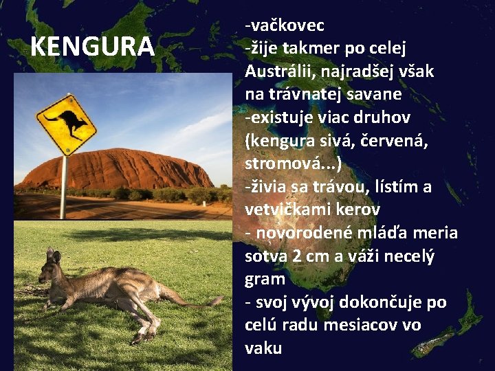 KENGURA -vačkovec -žije takmer po celej Austrálii, najradšej však na trávnatej savane -existuje viac