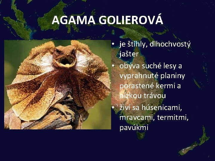 AGAMA GOLIEROVÁ • je štíhly, dlhochvostý jašter • obýva suché lesy a vyprahnuté planiny