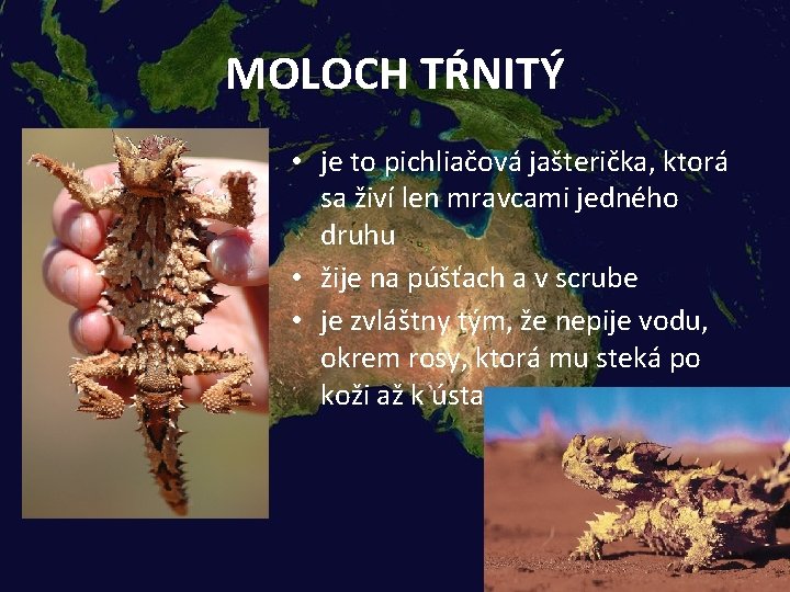 MOLOCH TŔNITÝ • je to pichliačová jašterička, ktorá sa živí len mravcami jedného druhu