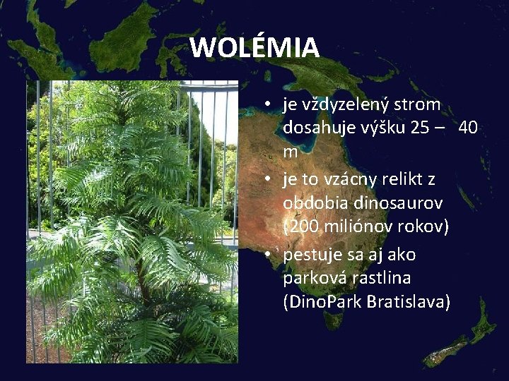 WOLÉMIA • je vždyzelený strom dosahuje výšku 25 – 40 m • je to