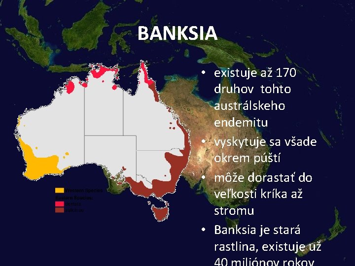 BANKSIA • existuje až 170 druhov tohto austrálskeho endemitu • vyskytuje sa všade okrem