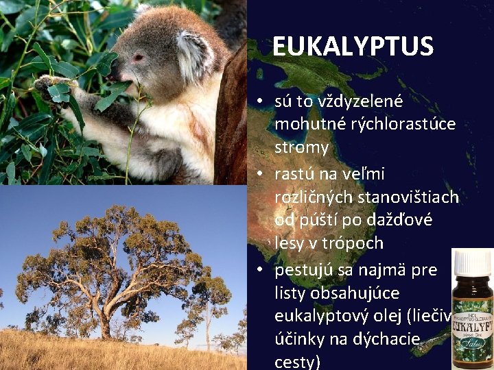 EUKALYPTUS • sú to vždyzelené mohutné rýchlorastúce stromy • rastú na veľmi rozličných stanovištiach