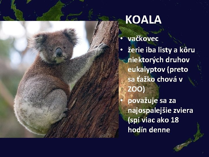 KOALA • vačkovec • žerie iba listy a kôru niektorých druhov eukalyptov (preto sa