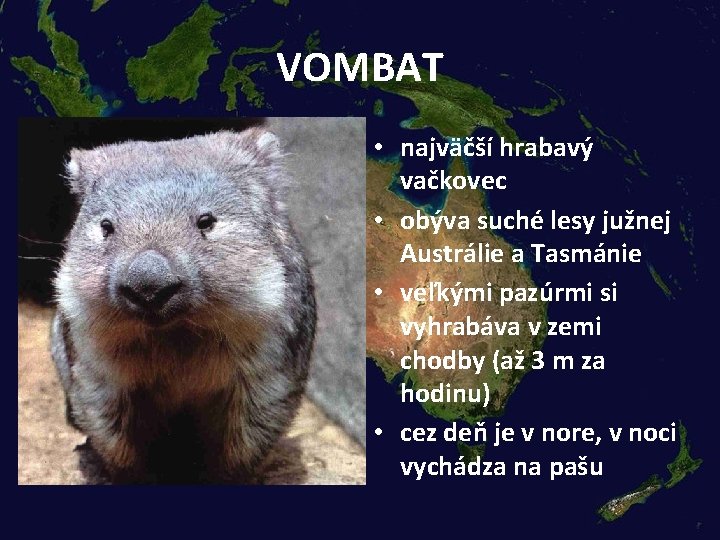 VOMBAT • najväčší hrabavý vačkovec • obýva suché lesy južnej Austrálie a Tasmánie •