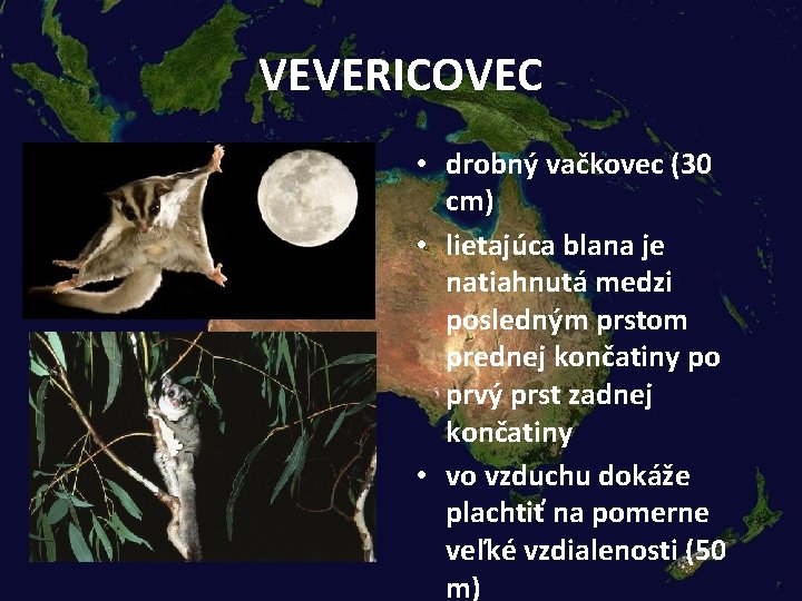 VEVERICOVEC • drobný vačkovec (30 cm) • lietajúca blana je natiahnutá medzi posledným prstom