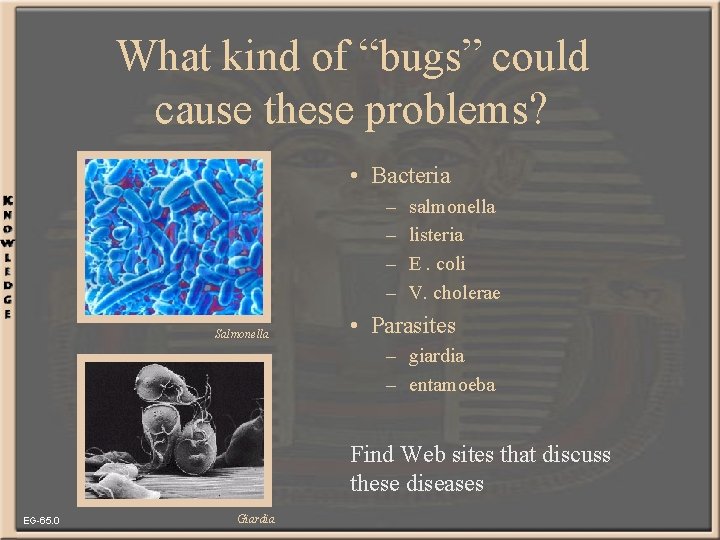 What kind of “bugs” could cause these problems? • Bacteria – – Salmonella salmonella