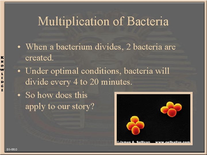 Multiplication of Bacteria • When a bacterium divides, 2 bacteria are created. • Under