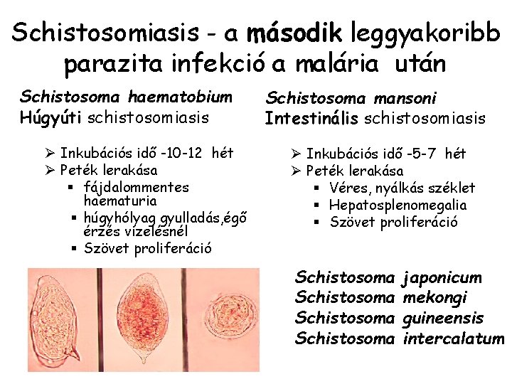 schistosomiasis inkubációs periódus a férgeket embereknek szánt gyógyszereknek nevezik