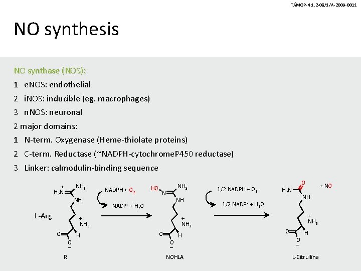 TÁMOP-4. 1. 2 -08/1/A-2009 -0011 NO synthesis NO synthase (NOS): 1 e. NOS: endothelial