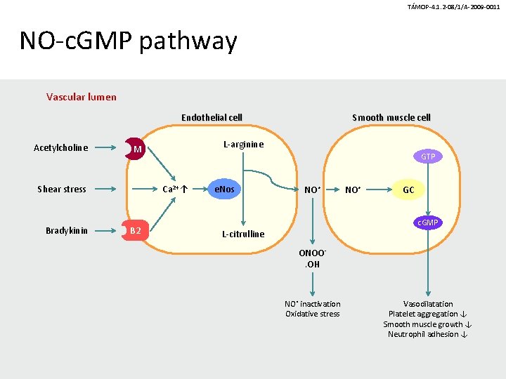 TÁMOP-4. 1. 2 -08/1/A-2009 -0011 NO-c. GMP pathway Vascular lumen Endothelial cell Acetylcholine Bradykinin