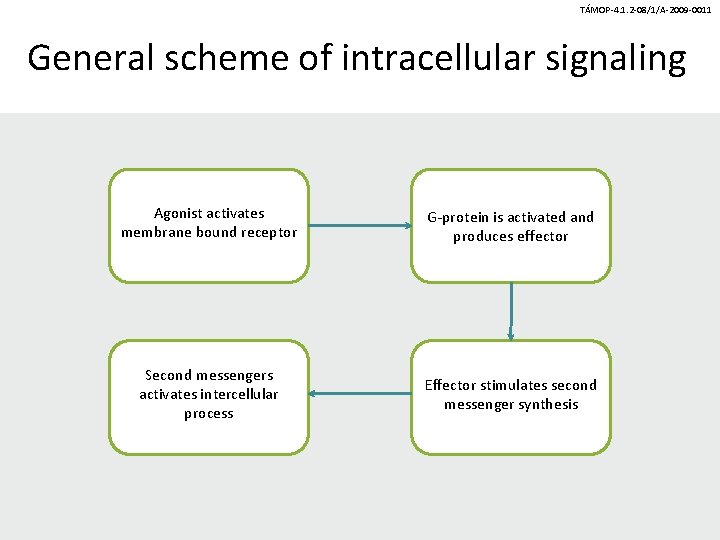 TÁMOP-4. 1. 2 -08/1/A-2009 -0011 General scheme of intracellular signaling Agonist activates membrane bound