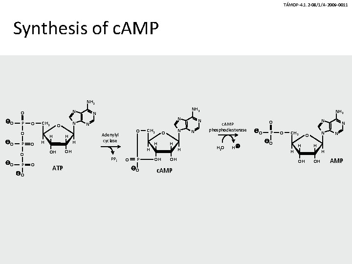 TÁMOP-4. 1. 2 -08/1/A-2009 -0011 Synthesis of c. AMP NH 2 N O O TÁMOP-4. 1. 2 -08/1/A-2009 -0011 Synthesis of c. AMP NH 2 N O O