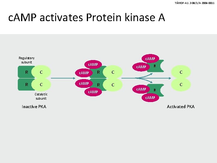 TÁMOP-4. 1. 2 -08/1/A-2009 -0011 c. AMP activates Protein kinase A Regulatory subunit c.