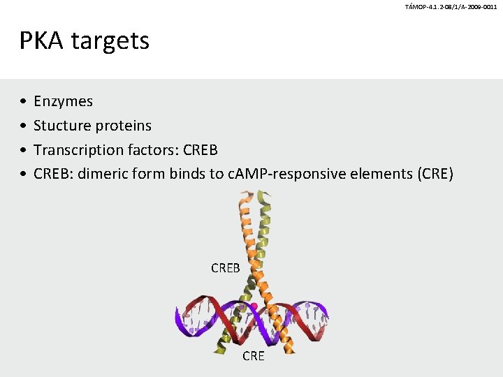 TÁMOP-4. 1. 2 -08/1/A-2009 -0011 PKA targets • • Enzymes Stucture proteins Transcription factors: