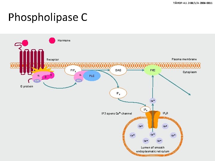 TÁMOP-4. 1. 2 -08/1/A-2009 -0011 Phospholipase C Hormone Plasma membrane Receptor PIP 2 a TÁMOP-4. 1. 2 -08/1/A-2009 -0011 Phospholipase C Hormone Plasma membrane Receptor PIP 2 a