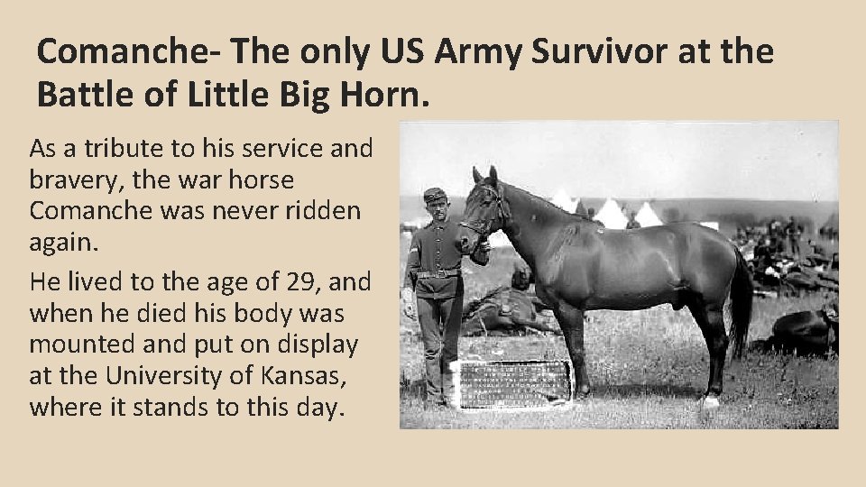 Comanche- The only US Army Survivor at the Battle of Little Big Horn. As