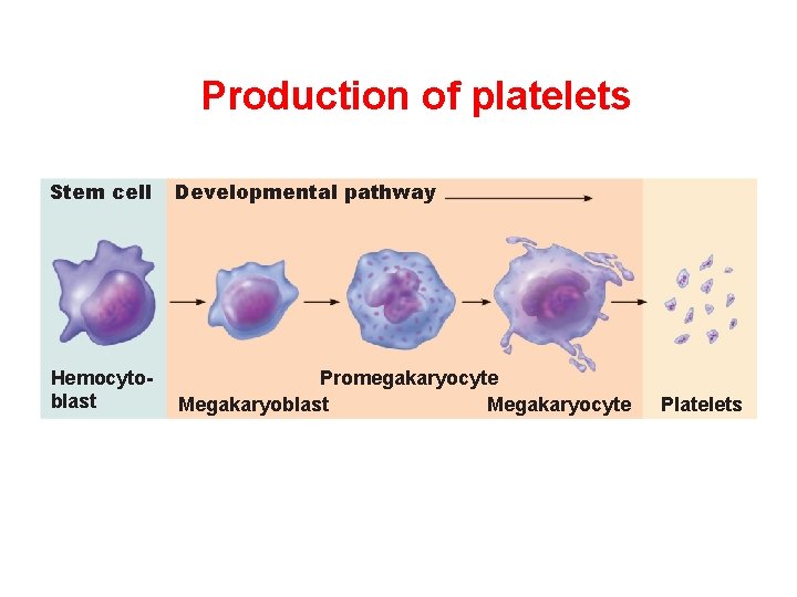 Production of platelets Stem cell Developmental pathway Hemocytoblast Promegakaryocyte Megakaryoblast Megakaryocyte Platelets 