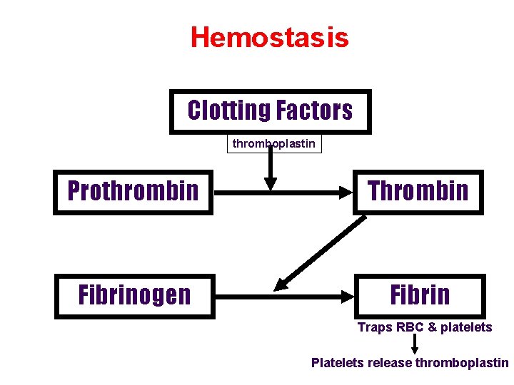 Hemostasis Clotting Factors thromboplastin Prothrombin Thrombin Fibrinogen Fibrin Traps RBC & platelets Platelets release