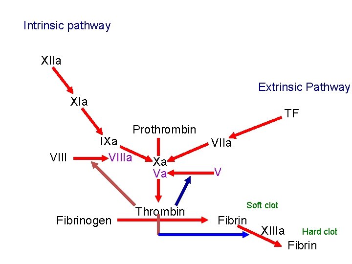 Intrinsic pathway XIIa Extrinsic Pathway XIa TF Prothrombin VIII IXa VIIIa Fibrinogen VIIa Xa