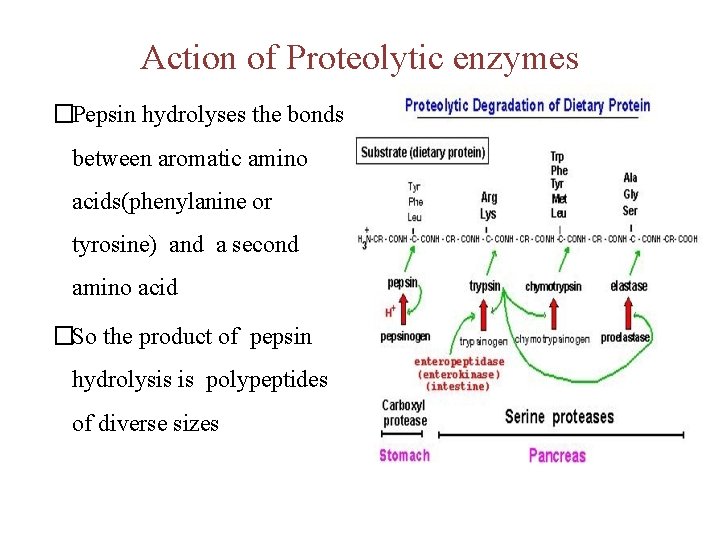 Action of Proteolytic enzymes �Pepsin hydrolyses the bonds between aromatic amino acids(phenylanine or tyrosine) Action of Proteolytic enzymes �Pepsin hydrolyses the bonds between aromatic amino acids(phenylanine or tyrosine)