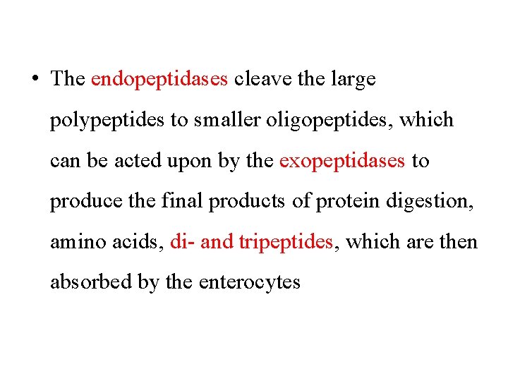 • The endopeptidases cleave the large polypeptides to smaller oligopeptides, which can be • The endopeptidases cleave the large polypeptides to smaller oligopeptides, which can be