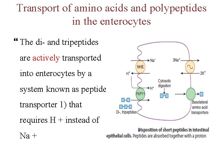 Transport of amino acids and polypeptides in the enterocytes The di- and tripeptides are Transport of amino acids and polypeptides in the enterocytes The di- and tripeptides are