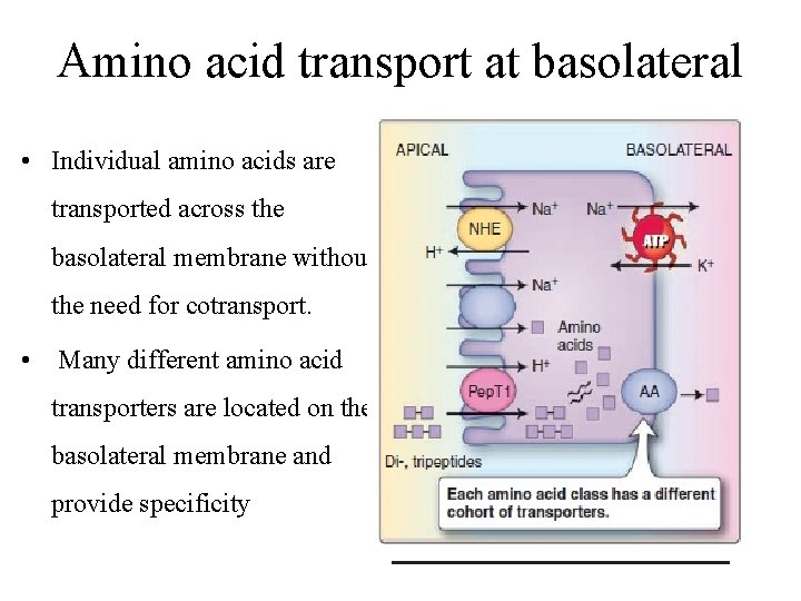 Amino acid transport at basolateral • Individual amino acids are transported across the basolateral Amino acid transport at basolateral • Individual amino acids are transported across the basolateral