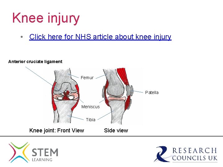Knee injury • Click here for NHS article about knee injury Anterior cruciate ligament