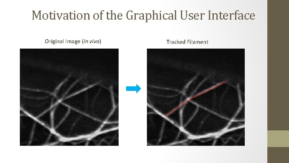 Motivation of the Graphical User Interface Original Image (in vivo) Tracked Filament 