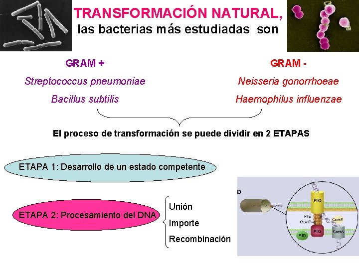 TRANSFORMACIÓN NATURAL, las bacterias más estudiadas son GRAM + GRAM - Streptococcus pneumoniae Neisseria TRANSFORMACIÓN NATURAL, las bacterias más estudiadas son GRAM + GRAM - Streptococcus pneumoniae Neisseria