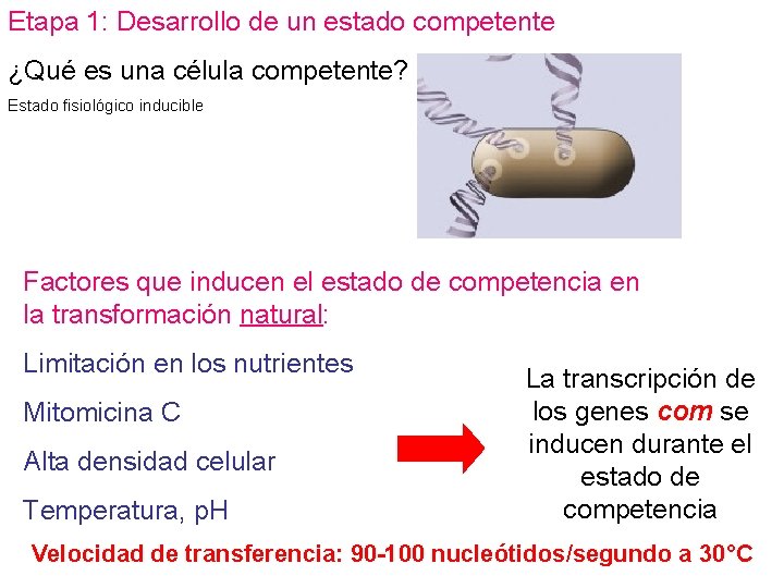 Etapa 1: Desarrollo de un estado competente ¿Qué es una célula competente? Estado fisiológico Etapa 1: Desarrollo de un estado competente ¿Qué es una célula competente? Estado fisiológico