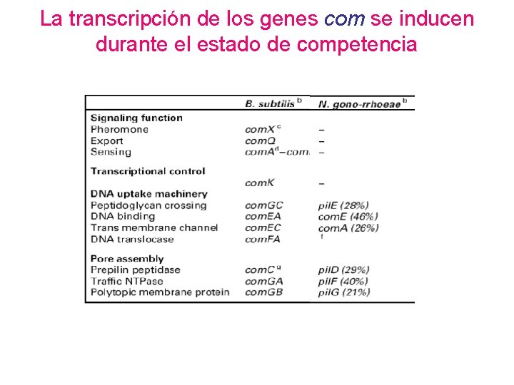La transcripción de los genes com se inducen durante el estado de competencia La transcripción de los genes com se inducen durante el estado de competencia
