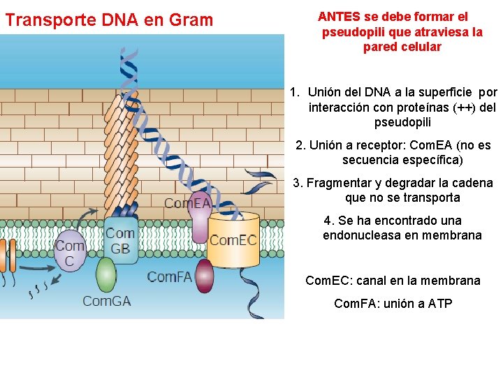 Transporte DNA en Gram + ANTES se debe formar el pseudopili que atraviesa la Transporte DNA en Gram + ANTES se debe formar el pseudopili que atraviesa la