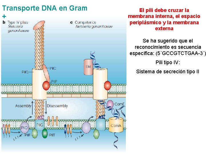 Transporte DNA en Gram + El pili debe cruzar la membrana interna, el espacio Transporte DNA en Gram + El pili debe cruzar la membrana interna, el espacio