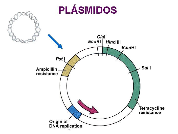 PLÁSMIDOS PLÁSMIDOS