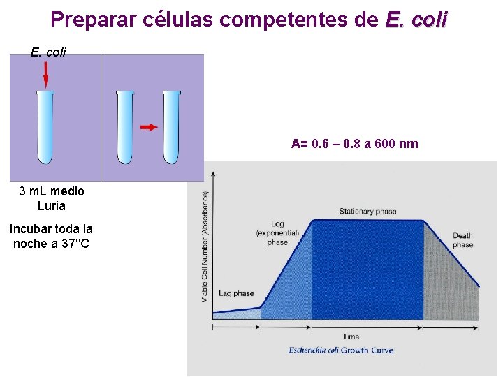 Preparar células competentes de E. coli A= 0. 6 – 0. 8 a 600 Preparar células competentes de E. coli A= 0. 6 – 0. 8 a 600