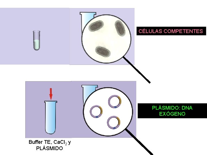 CÉLULAS COMPETENTES PLÁSMIDO: DNA EXÓGENO Buffer TE, Ca. Cl 2 y PLÁSMIDO CÉLULAS COMPETENTES PLÁSMIDO: DNA EXÓGENO Buffer TE, Ca. Cl 2 y PLÁSMIDO