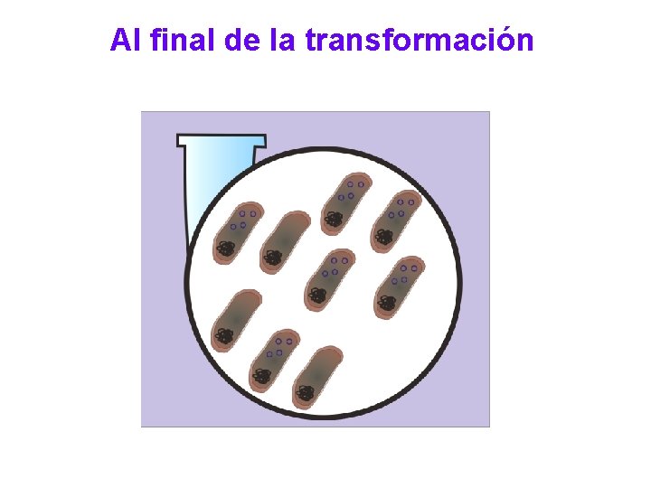 Al final de la transformación Al final de la transformación