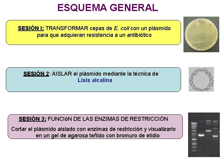 ESQUEMA GENERAL SESIÓN I: TRANSFORMAR cepas de E. coli con un plásmido para que ESQUEMA GENERAL SESIÓN I: TRANSFORMAR cepas de E. coli con un plásmido para que