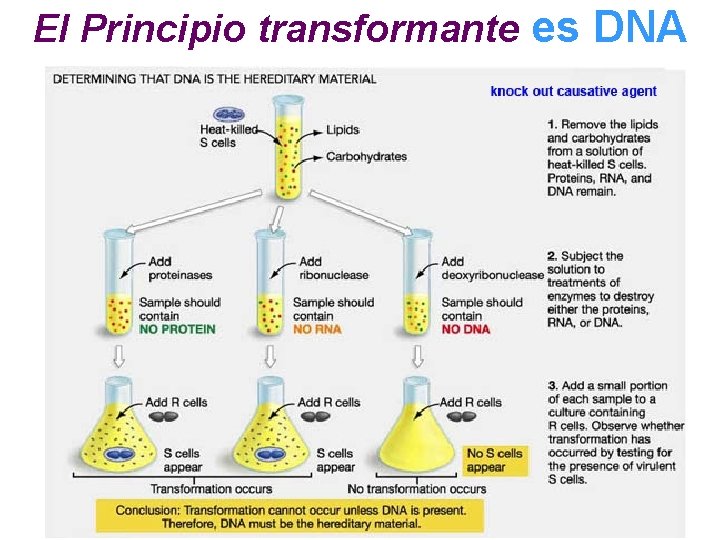 El Principio transformante es DNA El Principio transformante es DNA