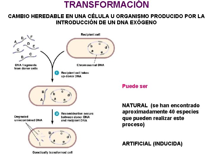 TRANSFORMACIÓN CAMBIO HEREDABLE EN UNA CÉLULA U ORGANISMO PRODUCIDO POR LA INTRODUCCIÓN DE UN TRANSFORMACIÓN CAMBIO HEREDABLE EN UNA CÉLULA U ORGANISMO PRODUCIDO POR LA INTRODUCCIÓN DE UN
