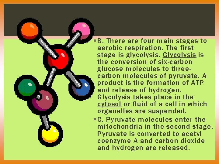 § B. There are four main stages to aerobic respiration. The first stage is