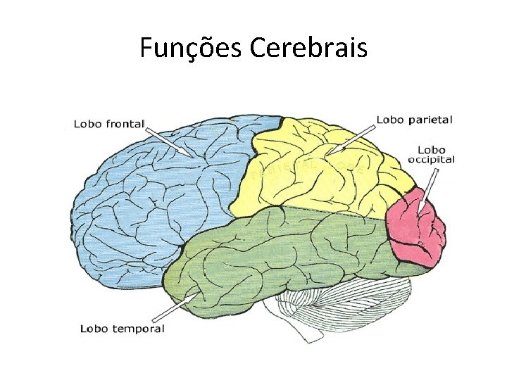 Funções Cerebrais 