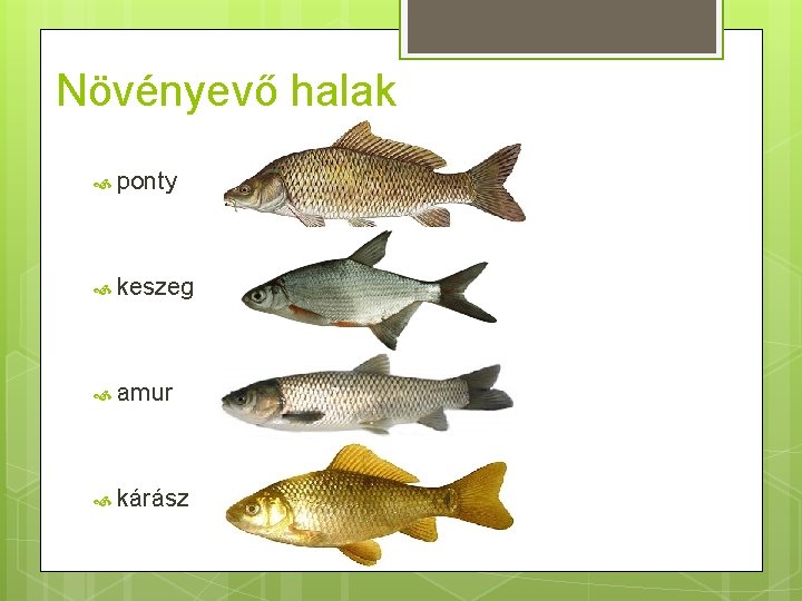 Növényevő halak ponty keszeg amur kárász 