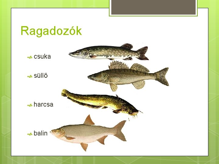Ragadozók csuka süllő harcsa balin 