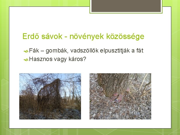 Erdő sávok - növények közössége Fák – gombák, vadszöllők elpusztitják a fát Hasznos vagy