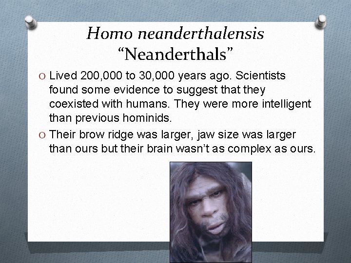 Homo neanderthalensis “Neanderthals” O Lived 200, 000 to 30, 000 years ago. Scientists found