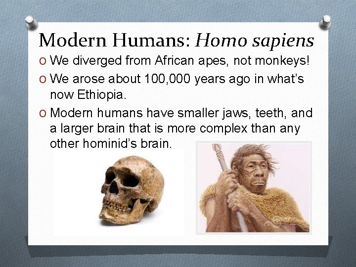 Modern Humans: Homo sapiens O We diverged from African apes, not monkeys! O We