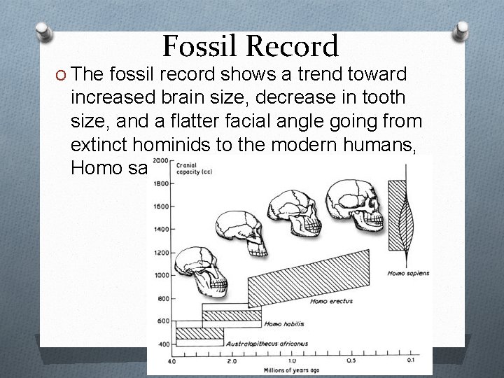 Fossil Record O The fossil record shows a trend toward increased brain size, decrease